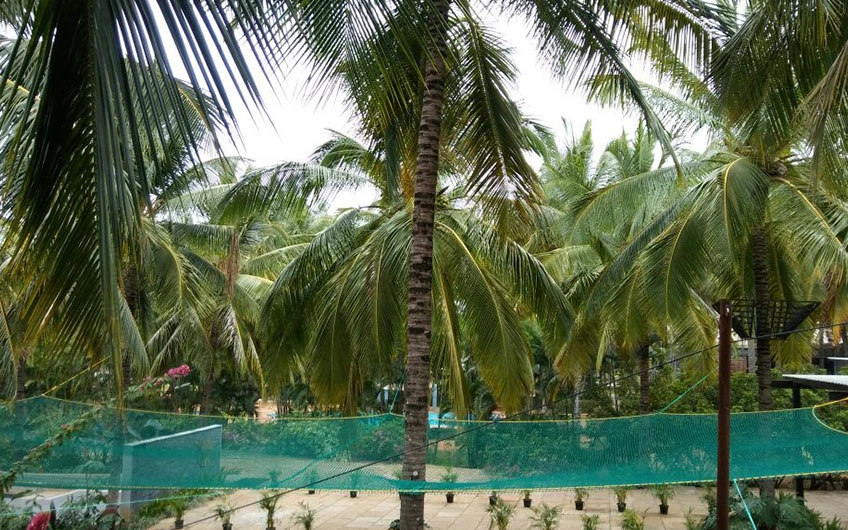 Coconut Tree Safety Net installation in Hyderabad